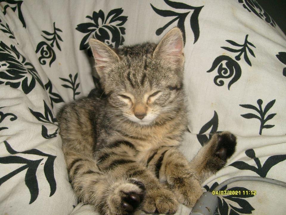 Huskat Prinsse luna( daglig tale fifi) billede 2