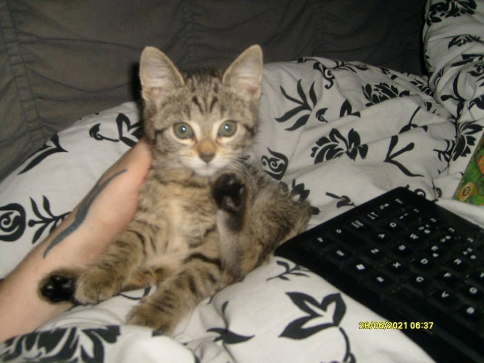 Huskat Prinsse luna( daglig tale fifi) billede 3