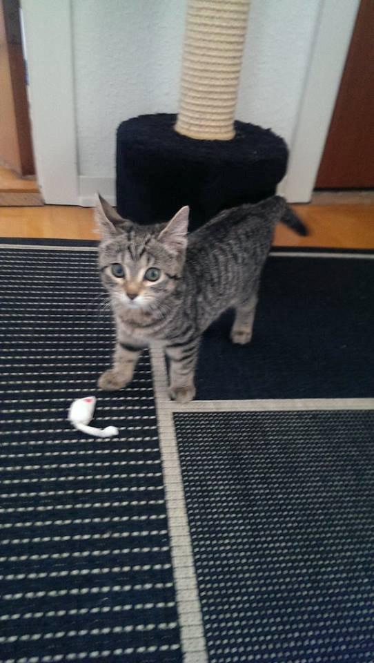 Huskat Prinsse luna( daglig tale fifi) billede 4