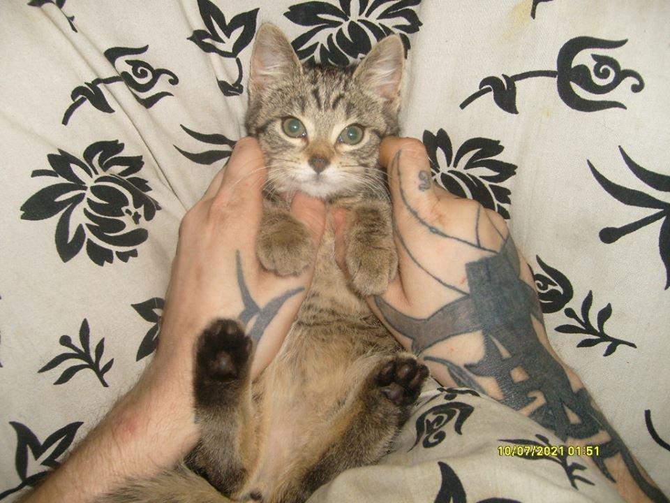 Huskat Prinsse luna( daglig tale fifi) billede 5