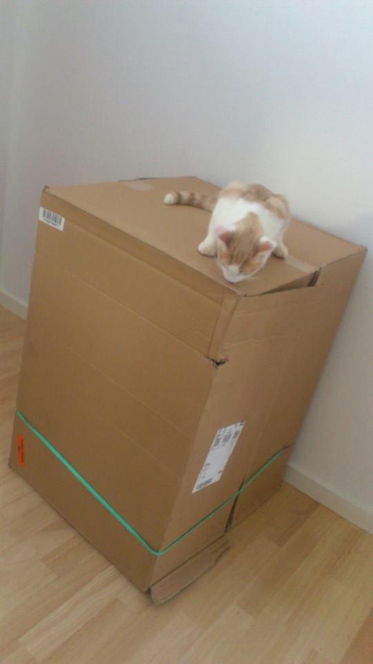 Blanding af racer Felix billede 7