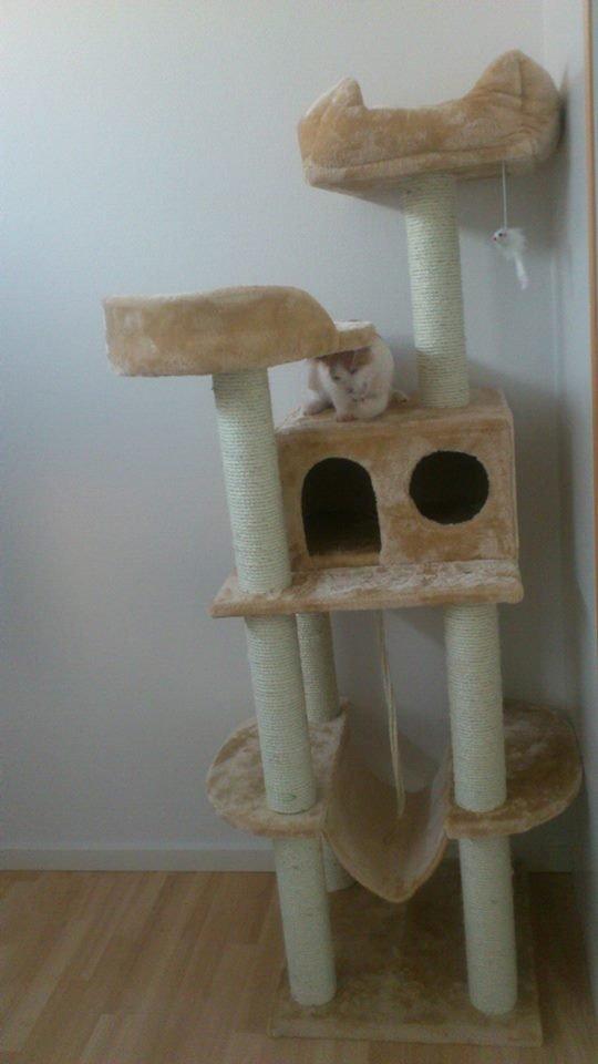 Blanding af racer Felix billede 8