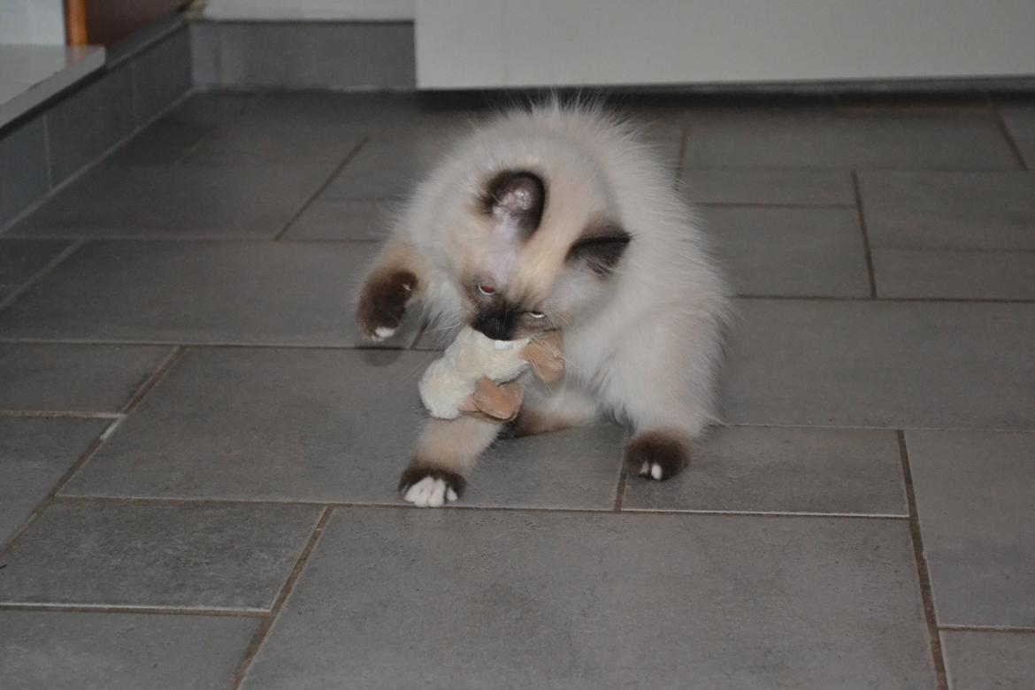 Hellig Birma Findus billede 4