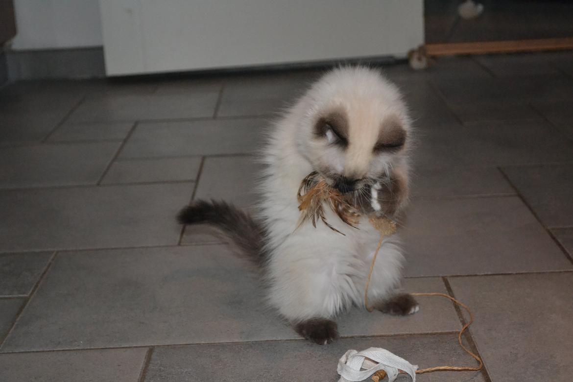 Hellig Birma Findus - Findus, da han var 12 uger gammel. Første dag i sit nye hjem :) billede 2