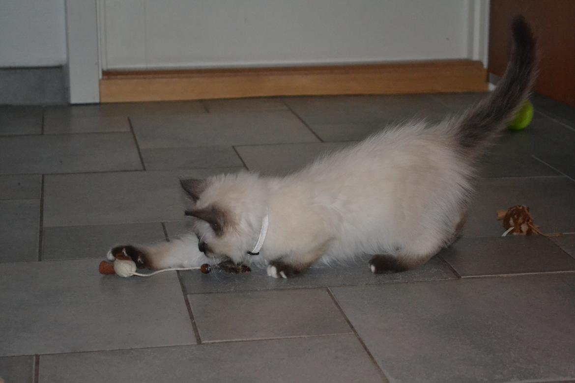 Hellig Birma Findus billede 5