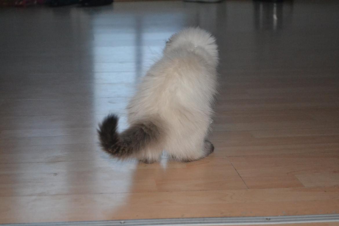 Hellig Birma Findus billede 7