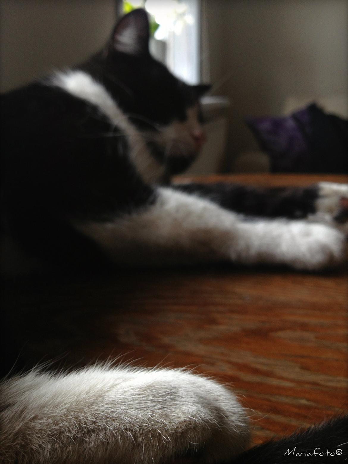 Huskat ~ Coke *Forsvundet* - Maj 2013. billede 4