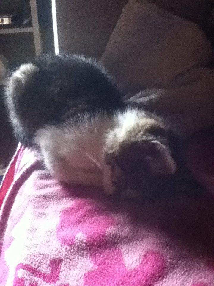 Huskat Mew billede 1