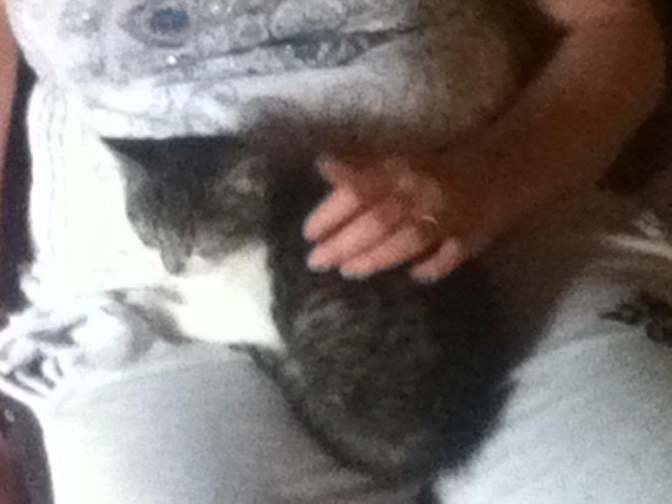 Huskat Mew billede 2