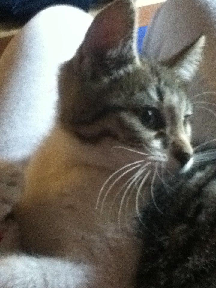 Huskat Mew billede 3