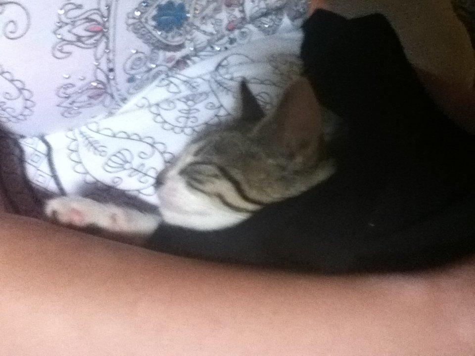 Huskat Mew billede 4