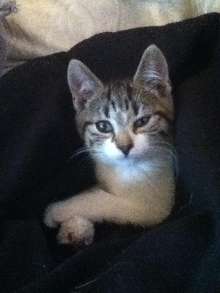 Huskat Mew billede 5