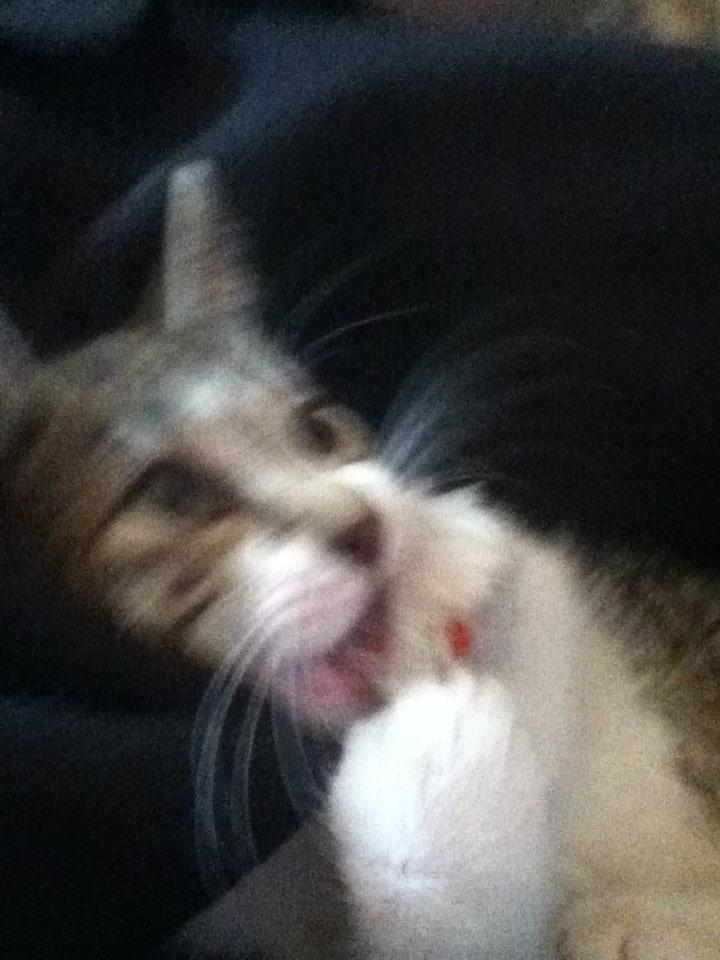 Huskat Mew billede 6