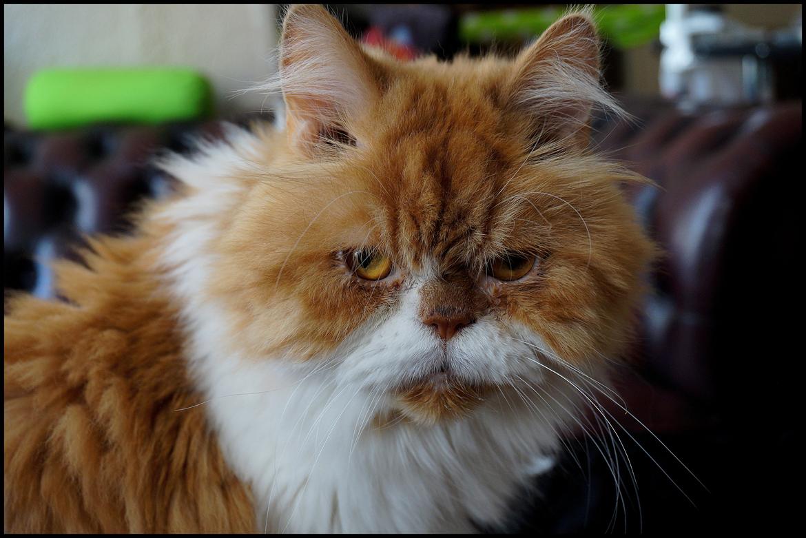 Perser Massen *30.06.2001 -26.05.2014 * - YndlingsMassen - Min elskede soulmate - August 2013 billede 2