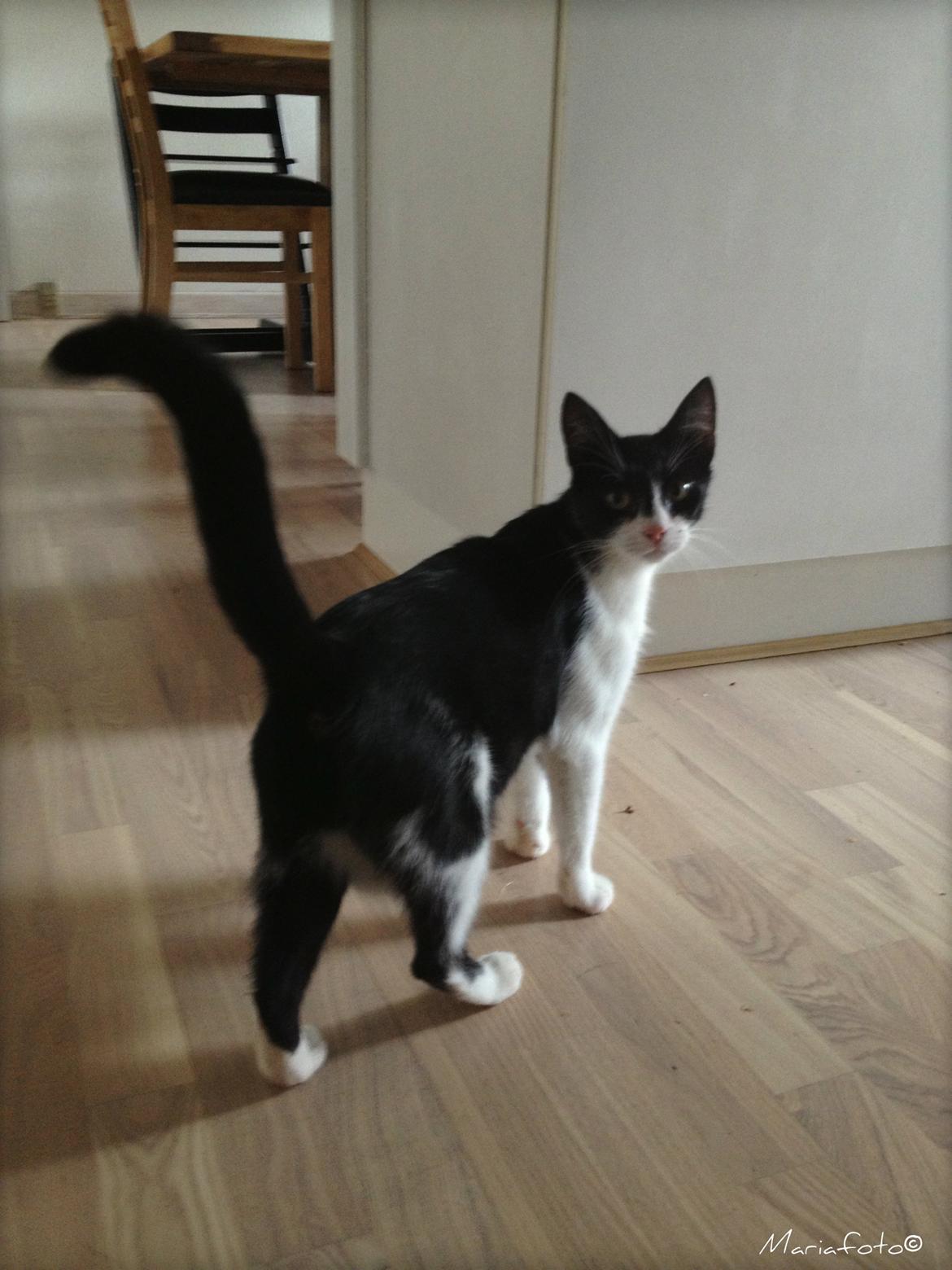 Huskat ~ Fiona † ** Sov sødt min elskede skat <3** billede 30