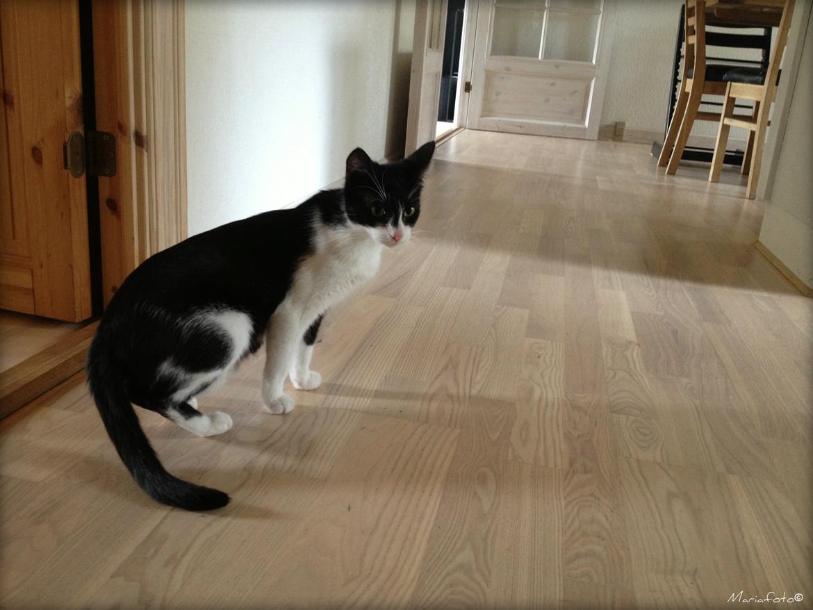 Huskat ~ Fiona † ** Sov sødt min elskede skat <3** billede 11