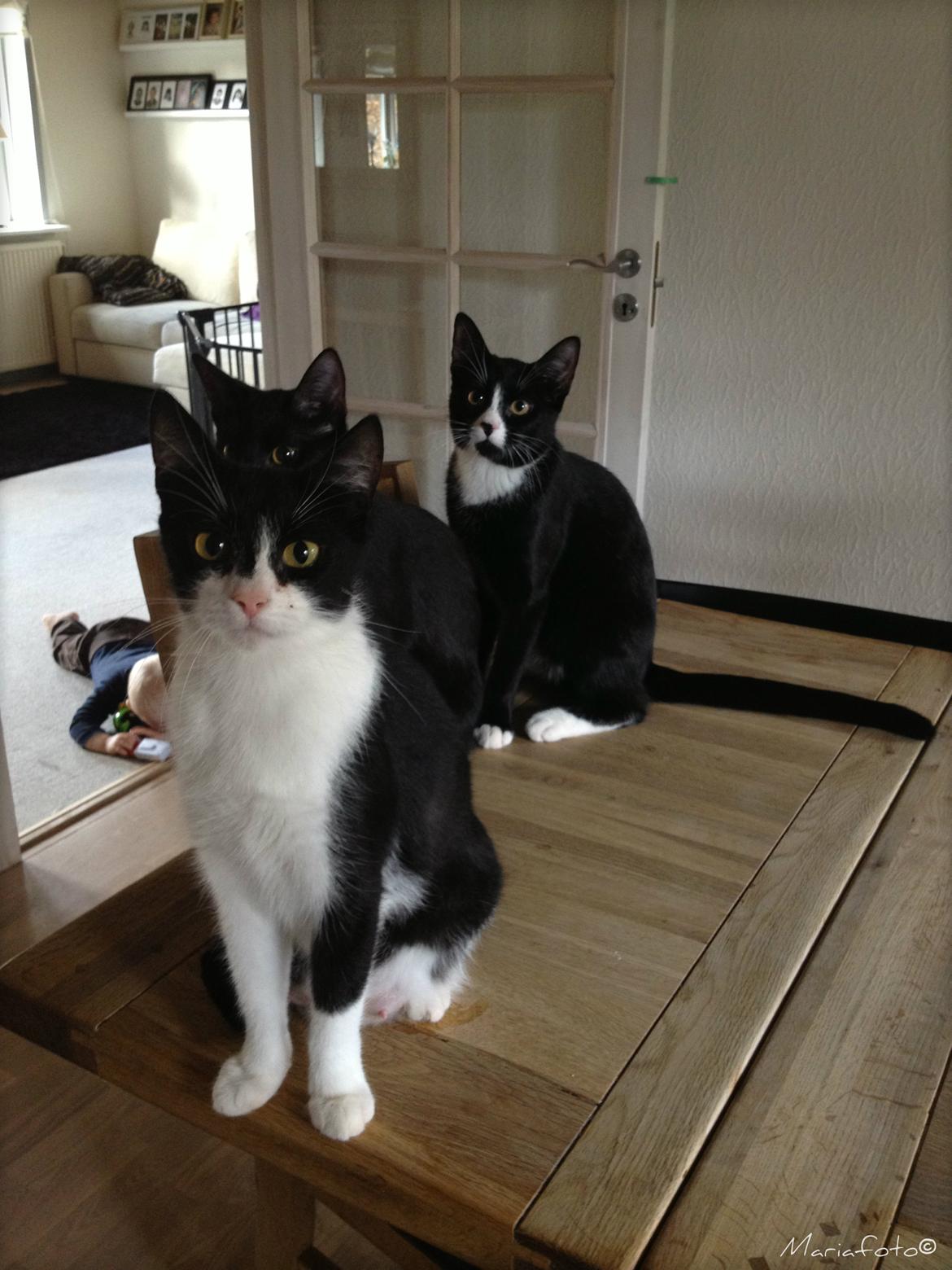 Huskat ~ Fiona † ** Sov sødt min elskede skat <3** billede 15