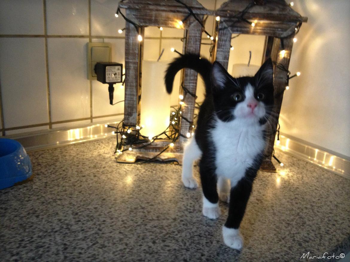 Huskat ~ Amira billede 9