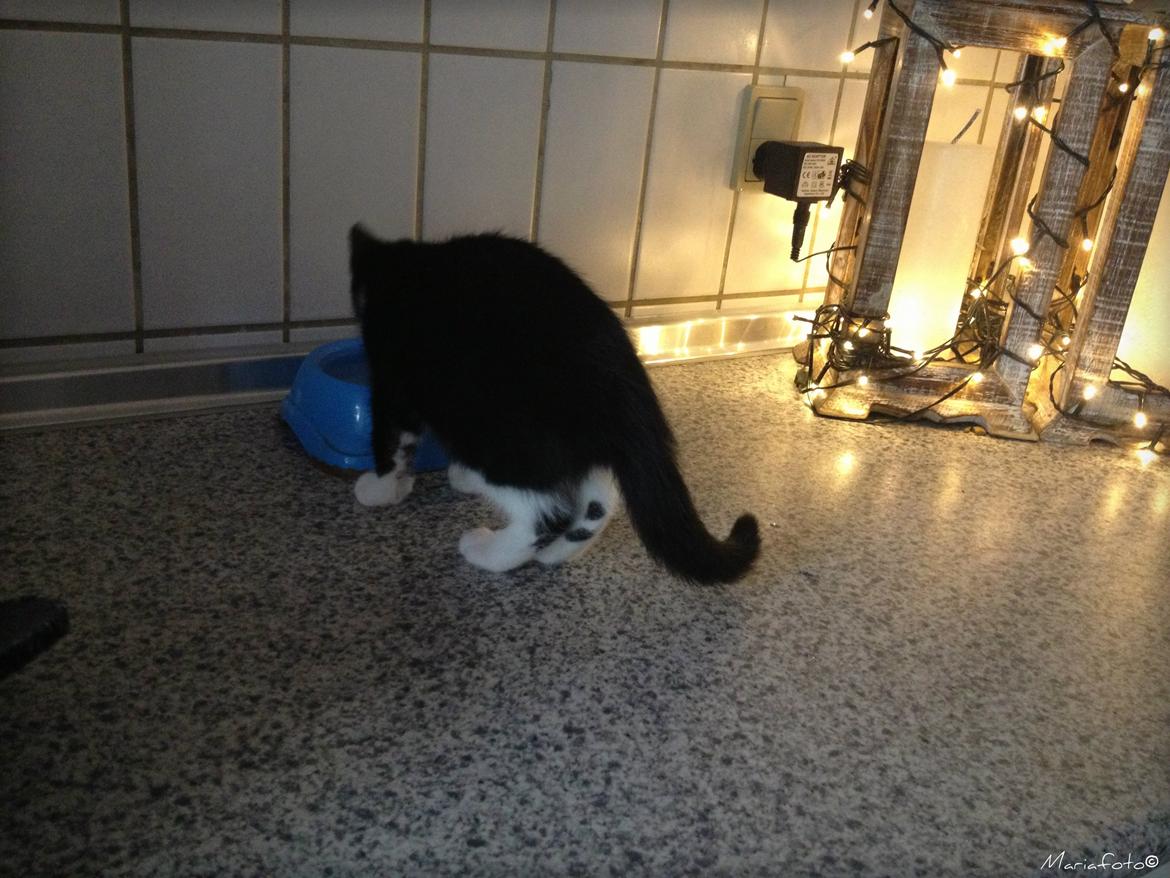 Huskat ~ Amira billede 11