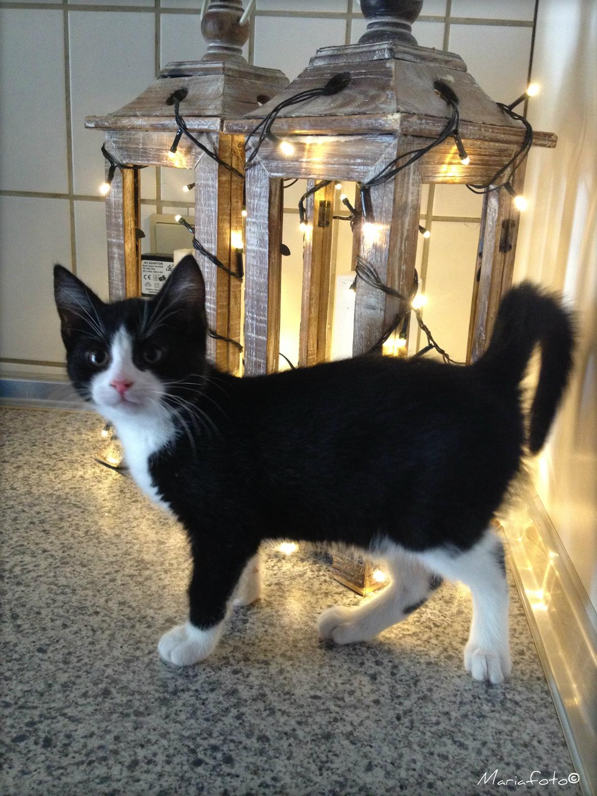 Huskat ~ Amira billede 23