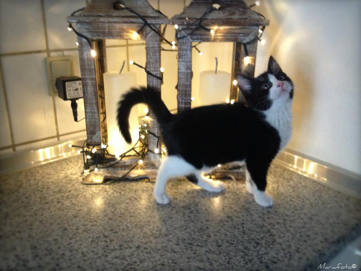 Huskat ~ Amira billede 6