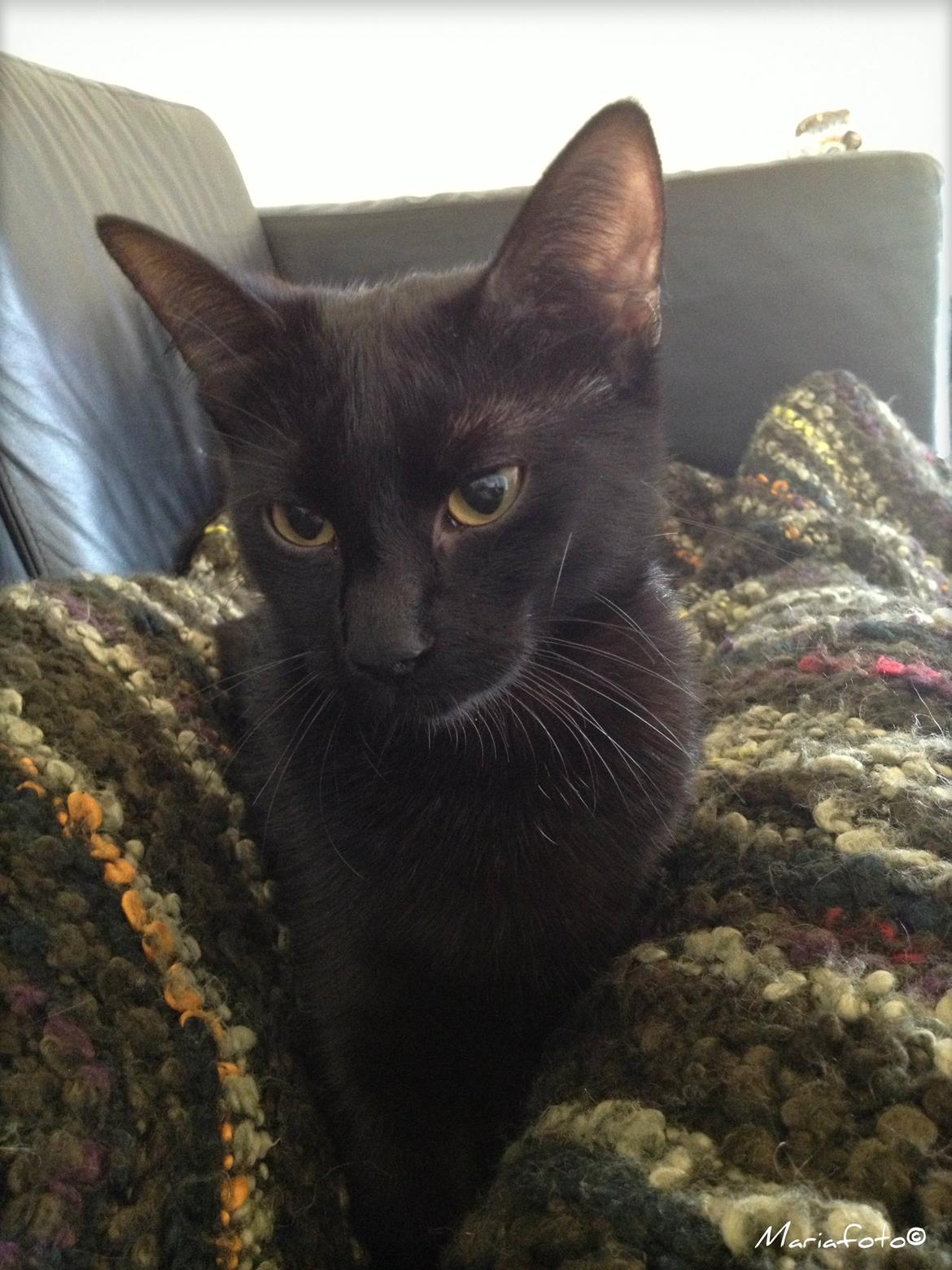 Huskat ~ Perle billede 4