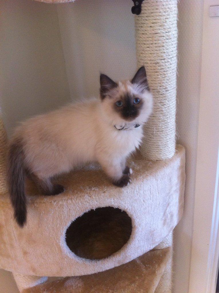 Hellig Birma Findus billede 8