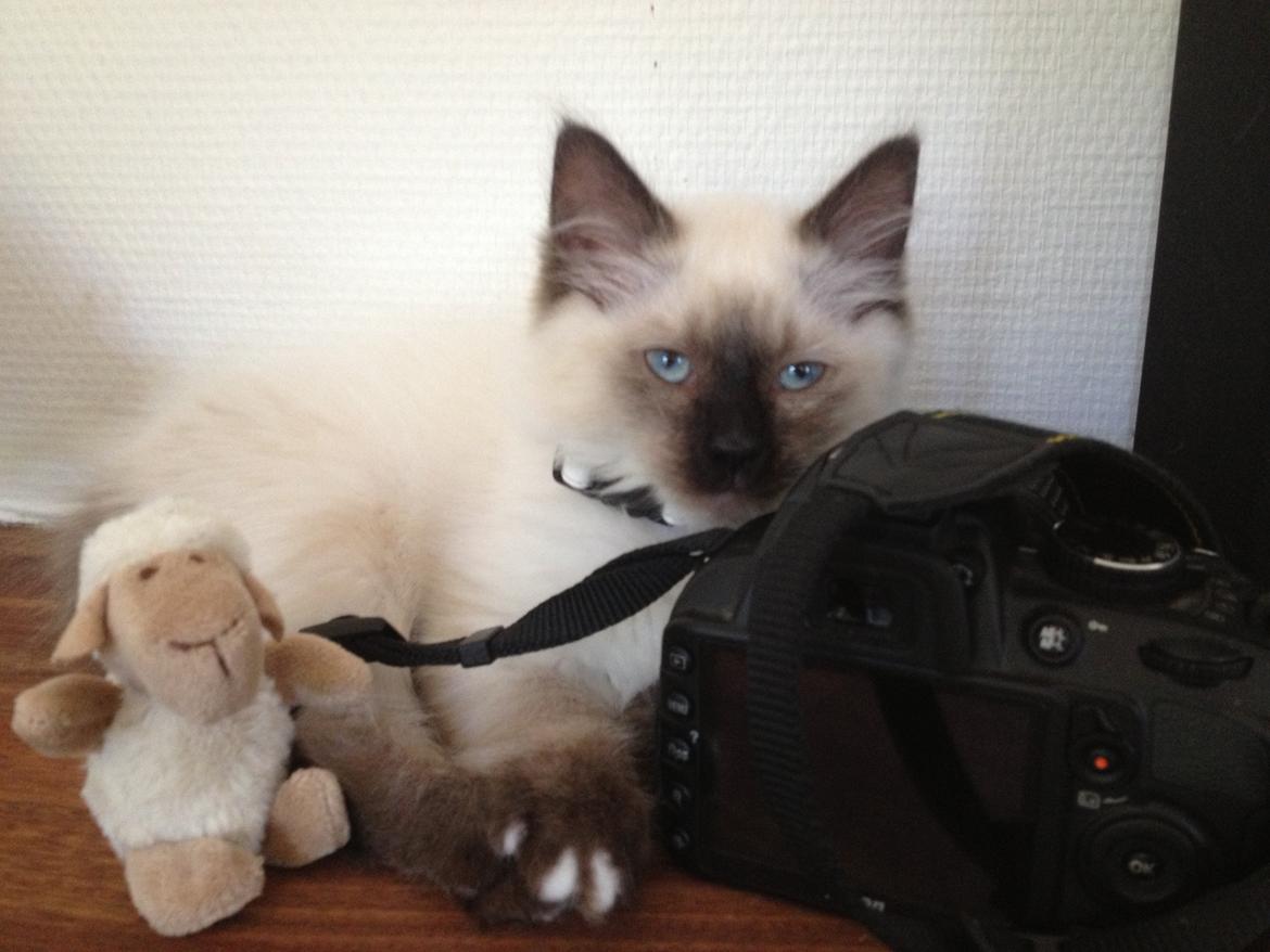 Hellig Birma Findus billede 9