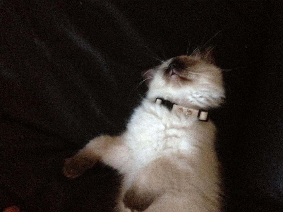 Hellig Birma Findus billede 10