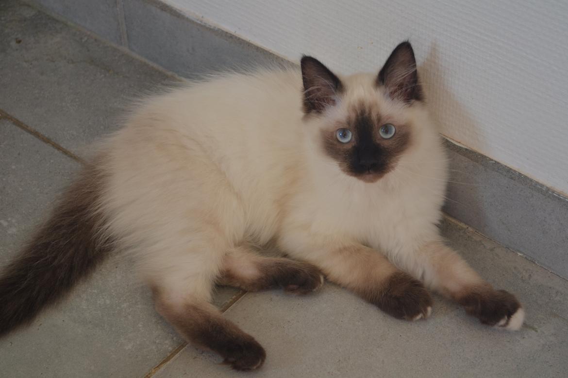 Hellig Birma Findus billede 11