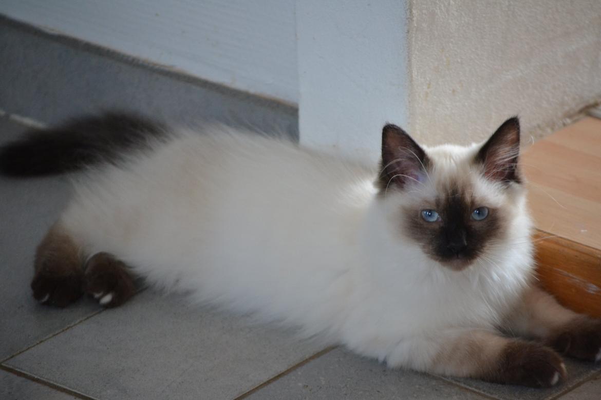 Hellig Birma Findus billede 3