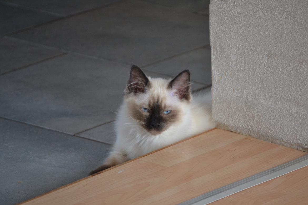 Hellig Birma Findus billede 12