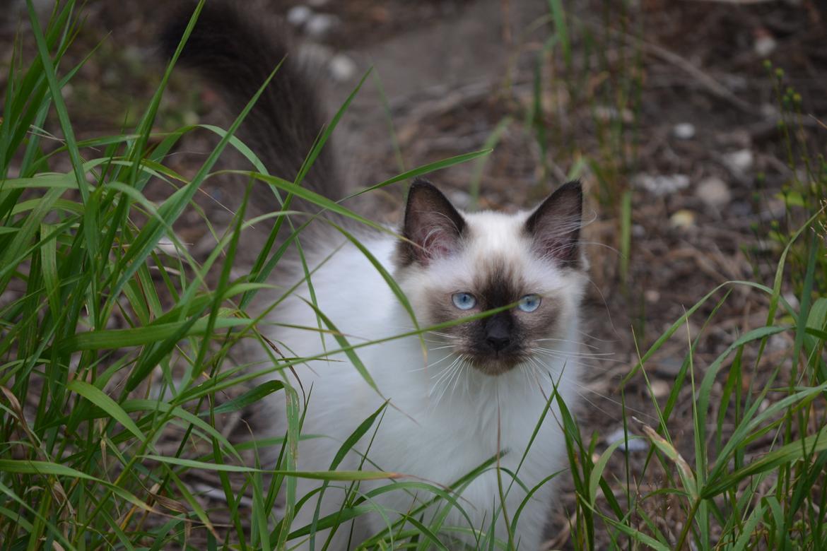 Hellig Birma Findus billede 13