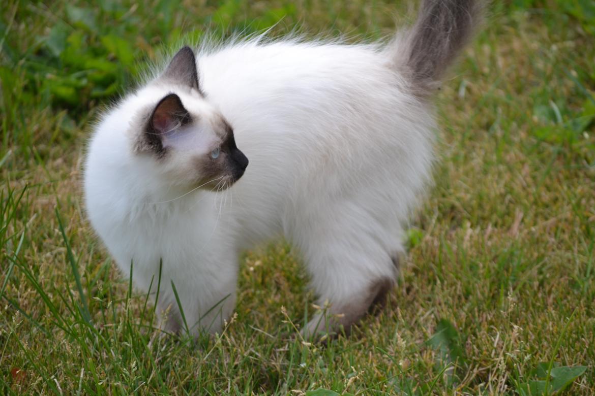 Hellig Birma Findus billede 14