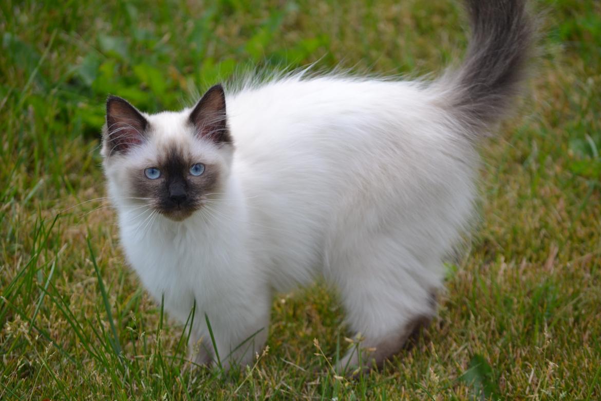 Hellig Birma Findus billede 1