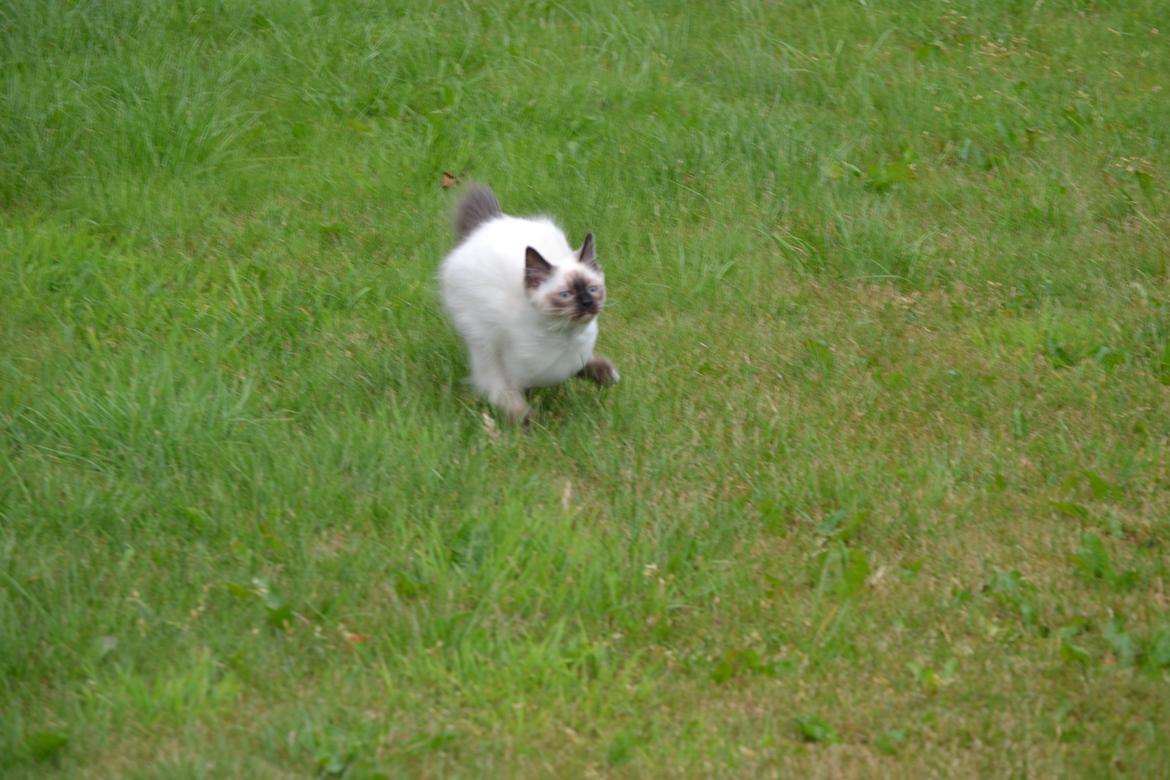 Hellig Birma Findus billede 6