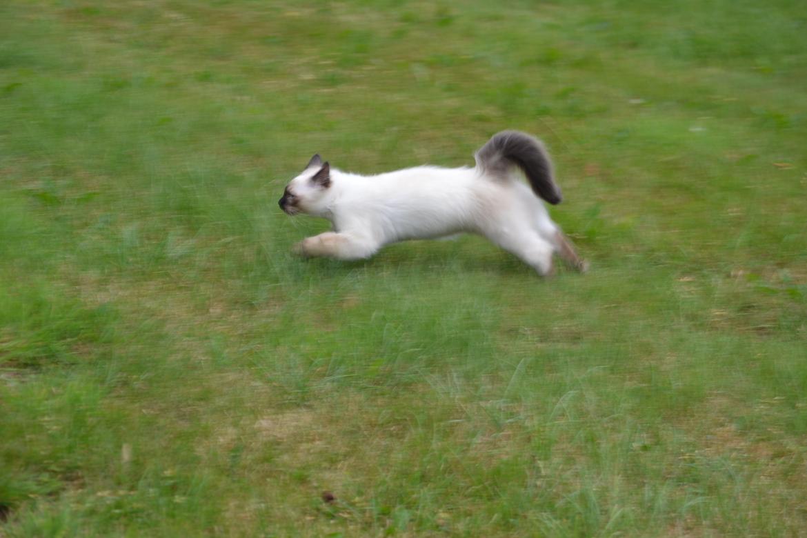 Hellig Birma Findus billede 15