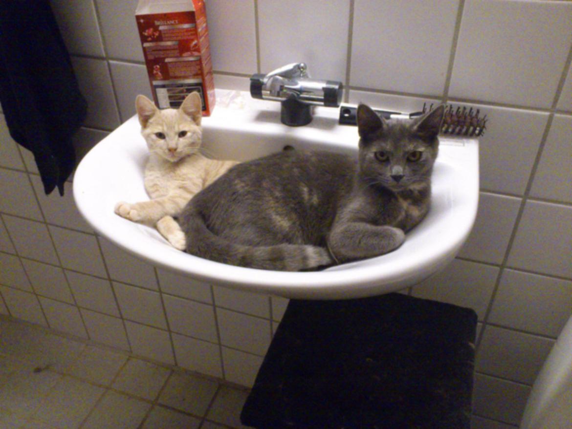 Huskat rødmis - så blev de bedste venner :) billede 9