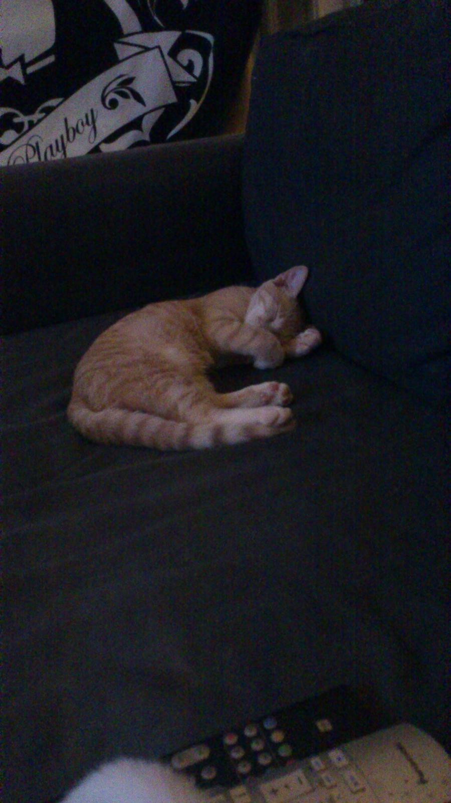 Huskat rødmis billede 10