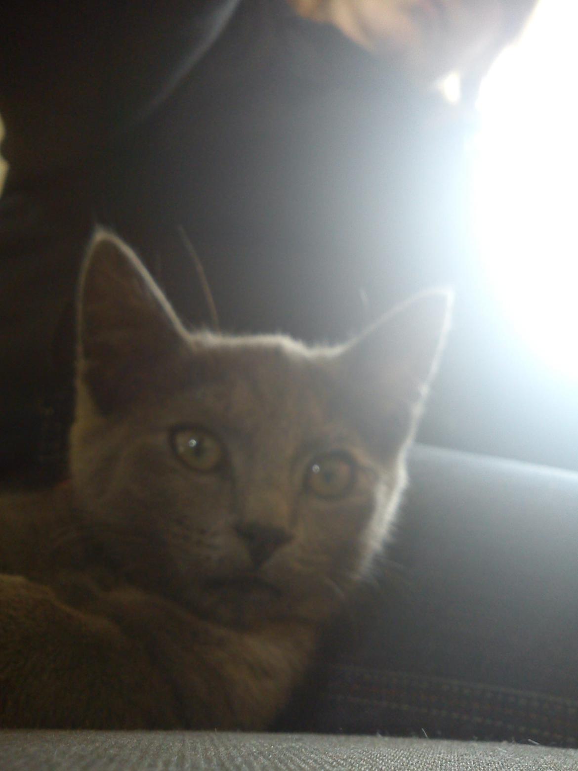 Blanding af racer lille fizzen billede 26