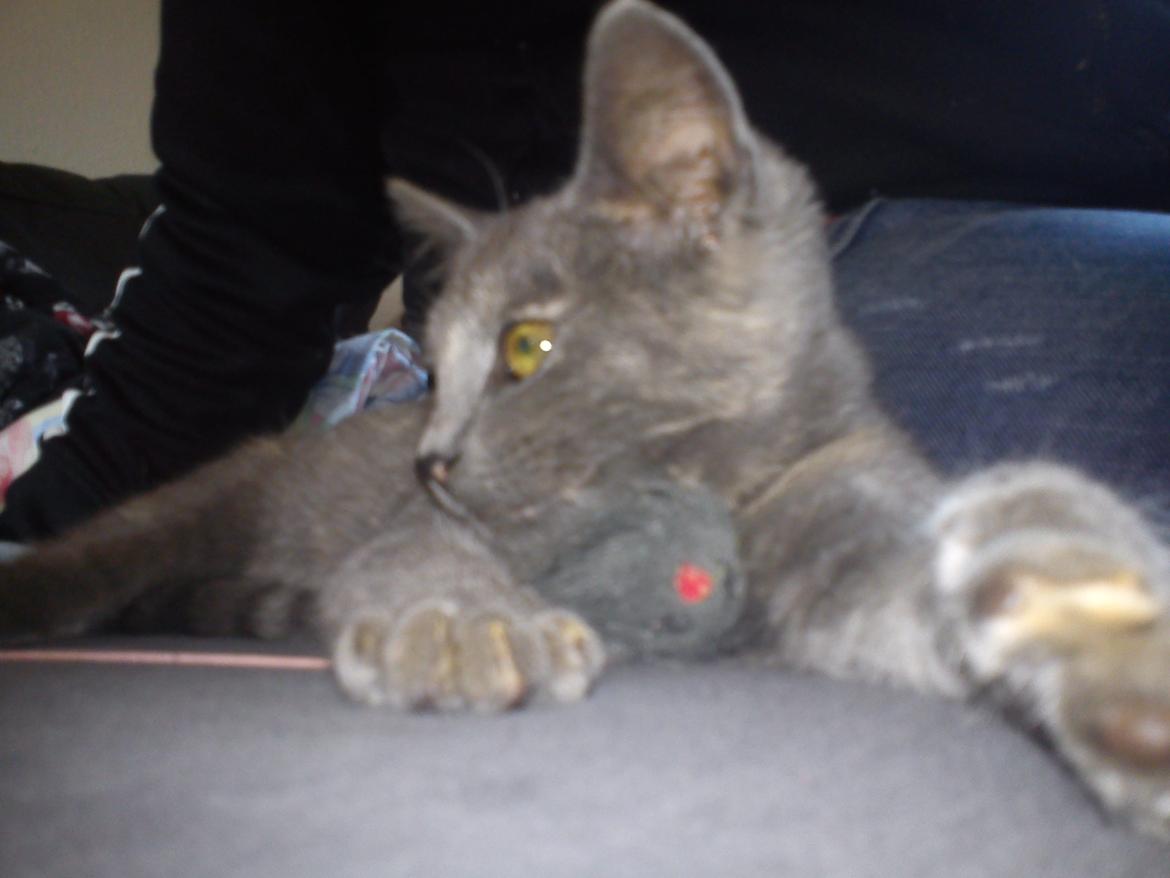 Blanding af racer lille fizzen billede 22