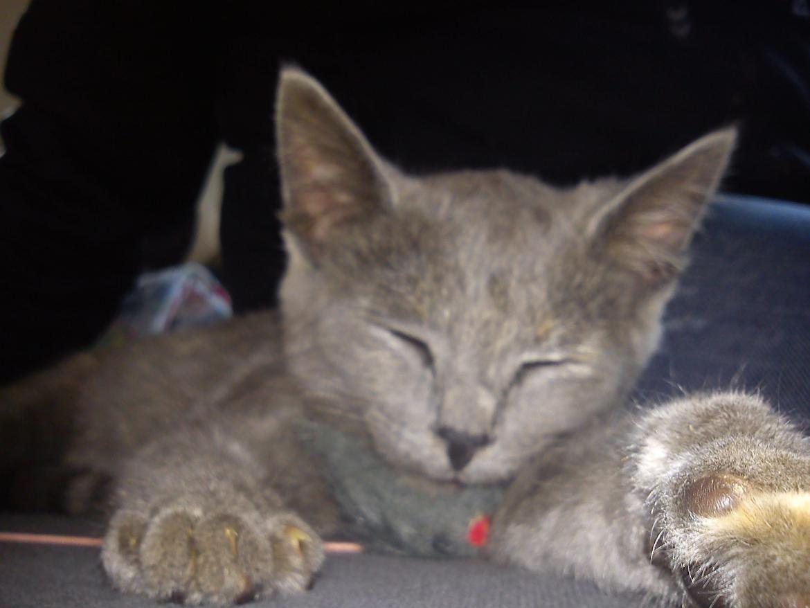 Blanding af racer lille fizzen - faldt i søvn med sin legetøjs mus i munden :) såå sødt ;b billede 23