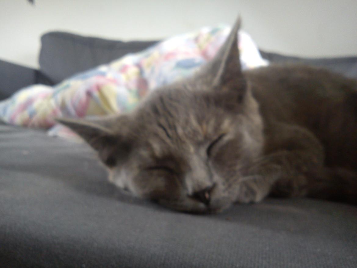 Blanding af racer lille fizzen billede 24