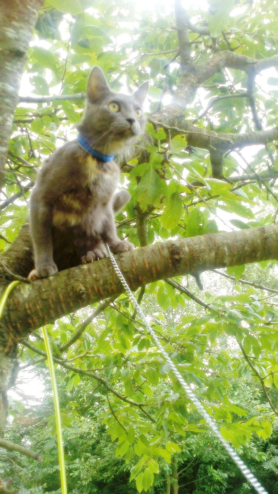 Blanding af racer lille fizzen billede 4