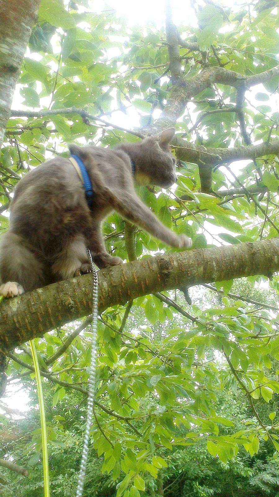 Blanding af racer lille fizzen billede 5