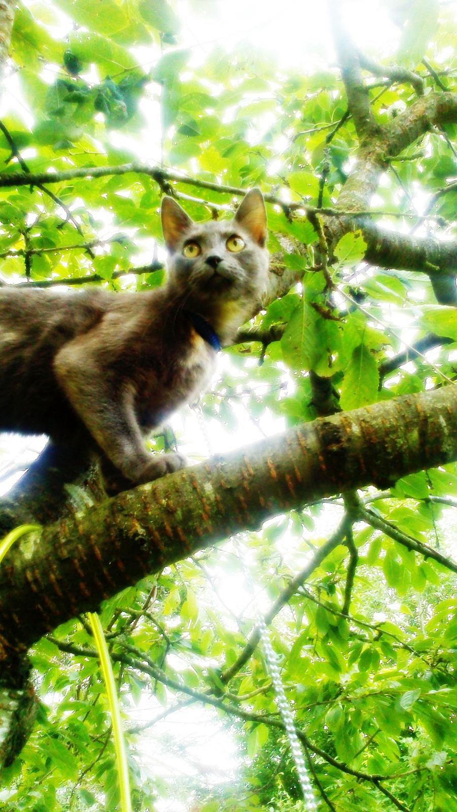 Blanding af racer lille fizzen billede 1