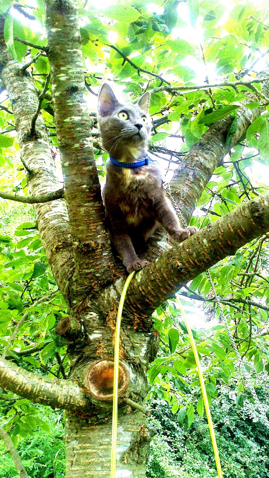 Blanding af racer lille fizzen billede 3