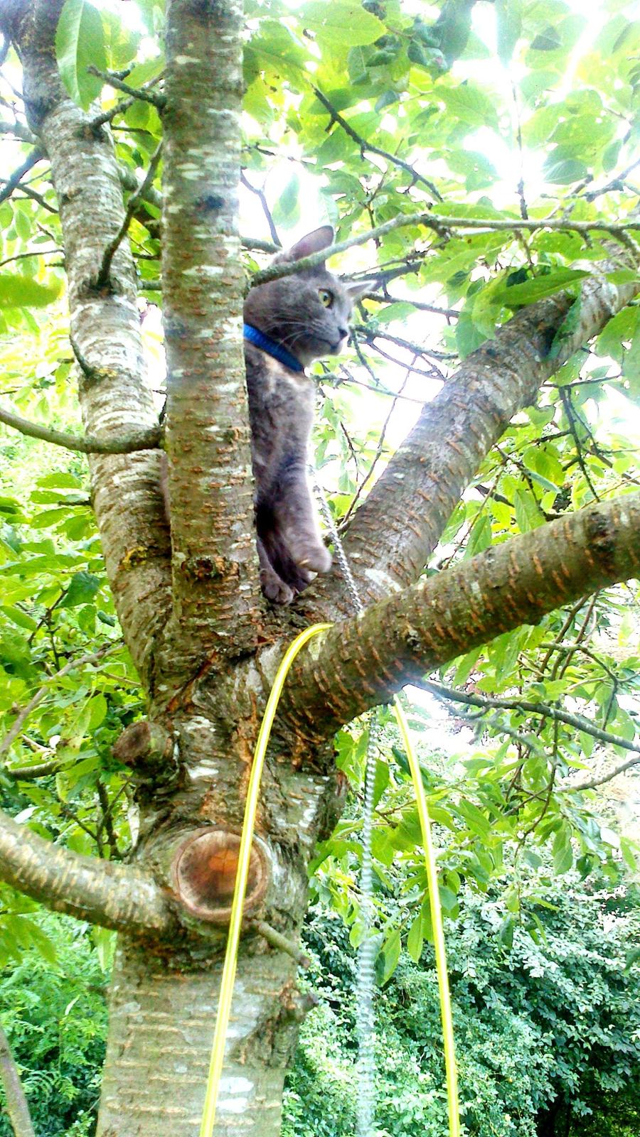 Blanding af racer lille fizzen billede 6