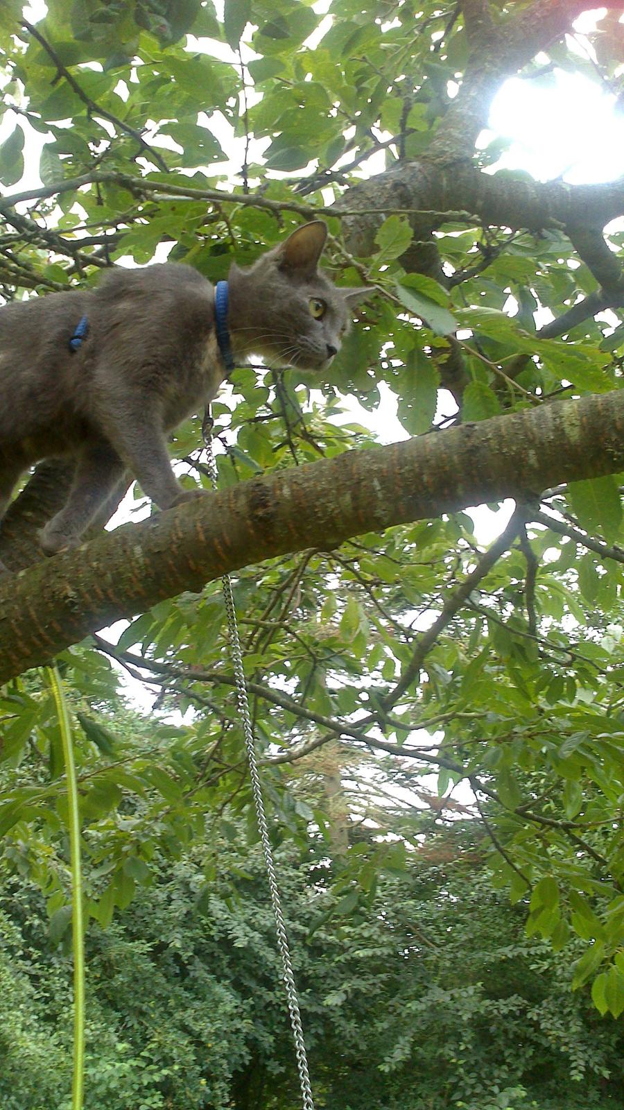 Blanding af racer lille fizzen billede 13