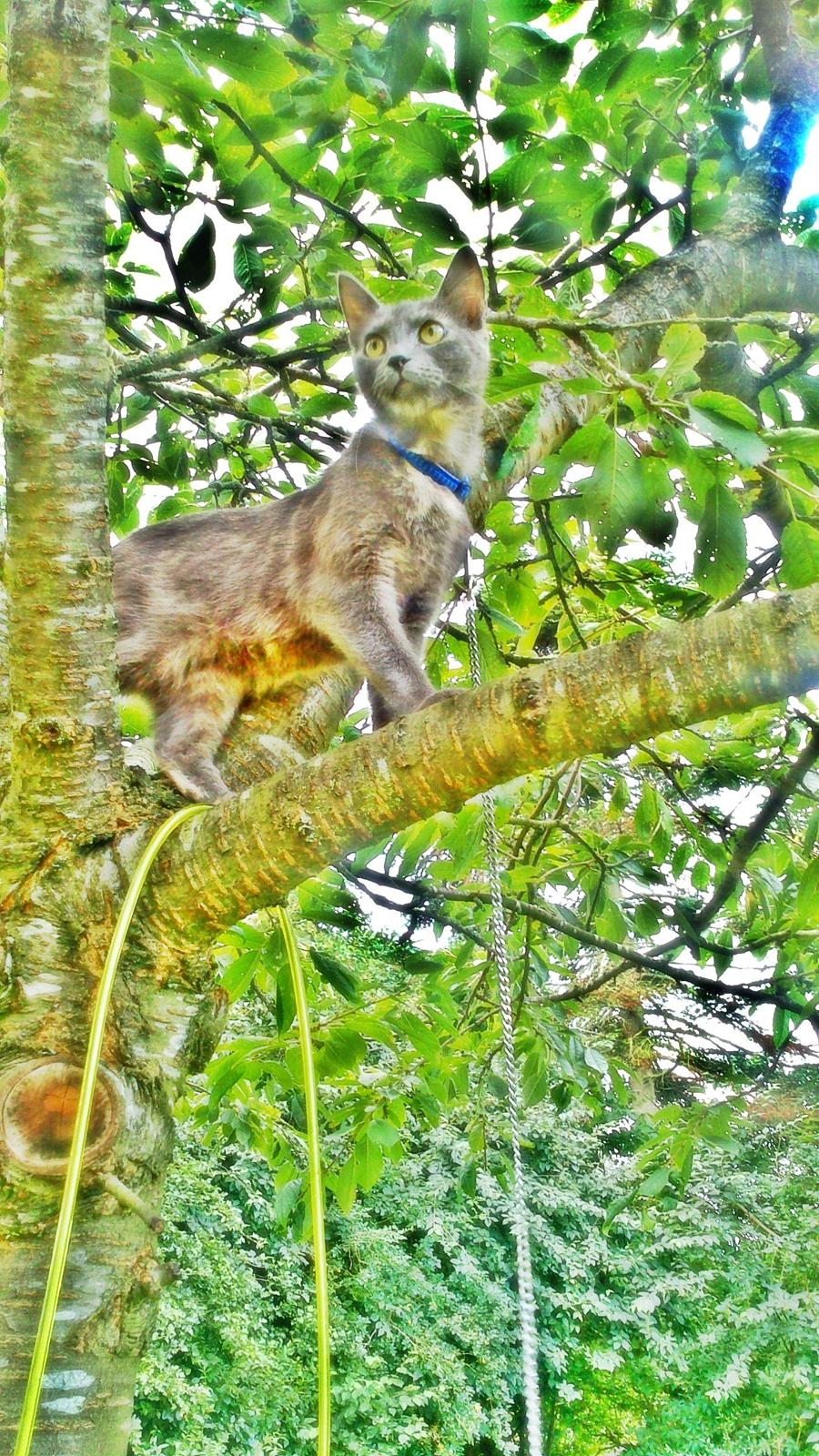 Blanding af racer lille fizzen billede 12